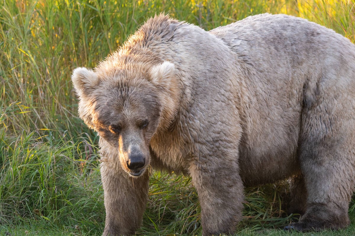 Fat Bear Week 2025: Voting opens as eating contest roars to life!