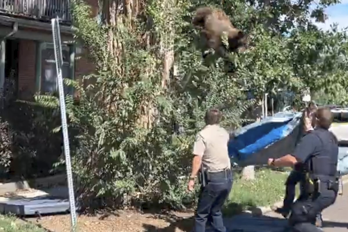 Black bear stuns in residential area stuns Denver wildlife officials: "Not a typo"
