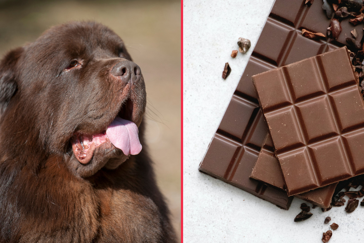 National Milk Chocolate Day: What to do if your dog eats chocolate