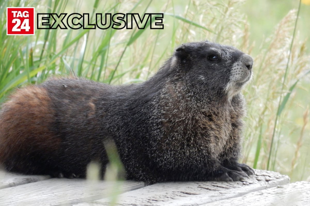 Exclusive: Marmot researchers spill the tea on the first-ever Fat Marmot Week!