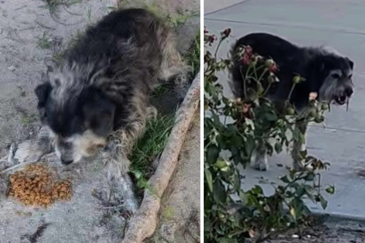 Stray dog keeps collapsing after horrific accident and uses last of his strength to whimper for help