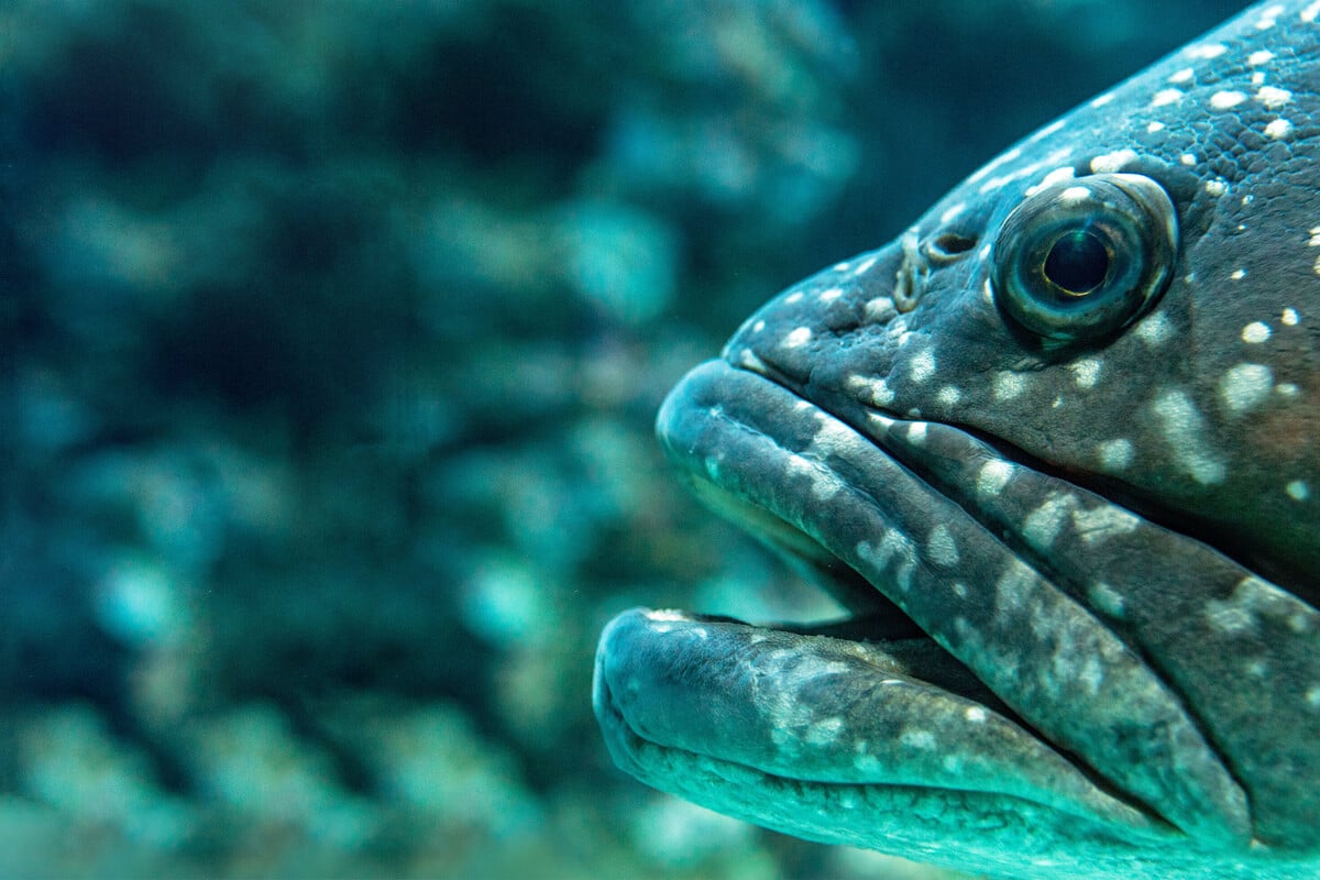 What is the biggest fish ever caught on rod and reel?