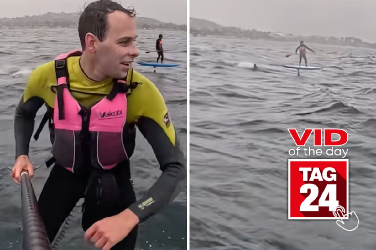 Viral Video of the Day for June 19, 2026: Huge fin sparks panic as surfers think great white shark is stalking them!