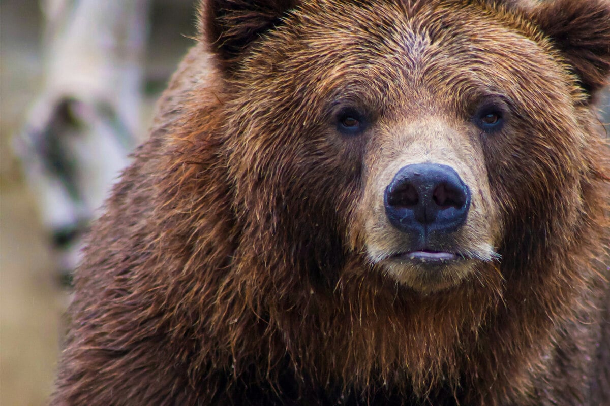 Fat Bear Week 2026: Voting extended as internet "not prepared to handle this much fat bear"