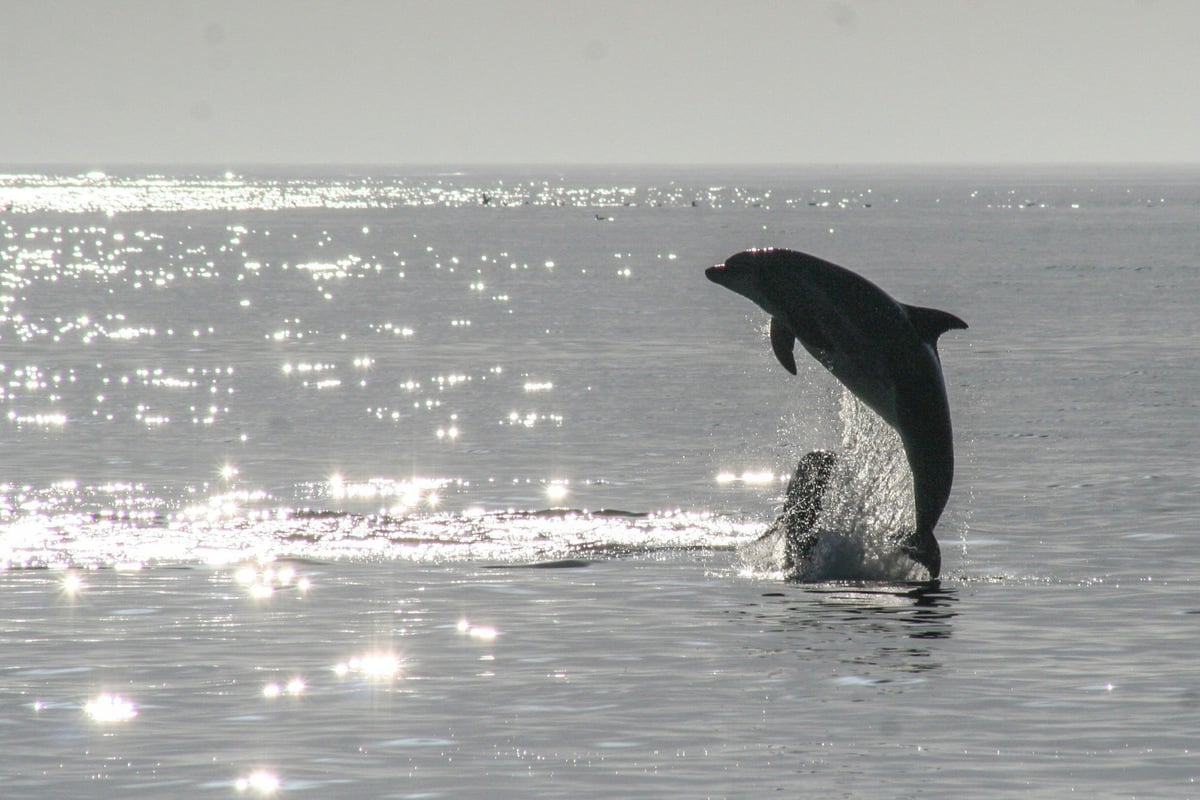 Whales and dolphins to meet devastating fate due to severe marine heatwave, experts warn