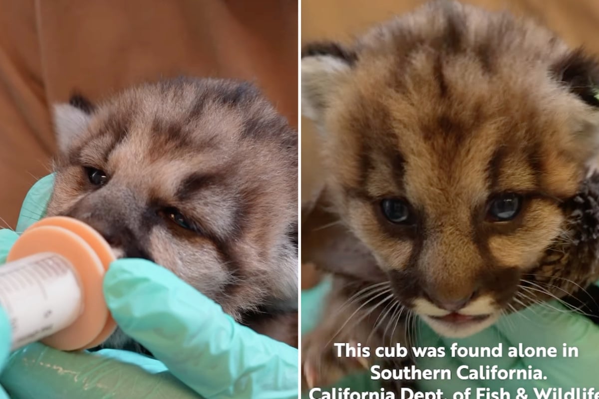 Mountain lion cubs rescued from the brink of death in California
