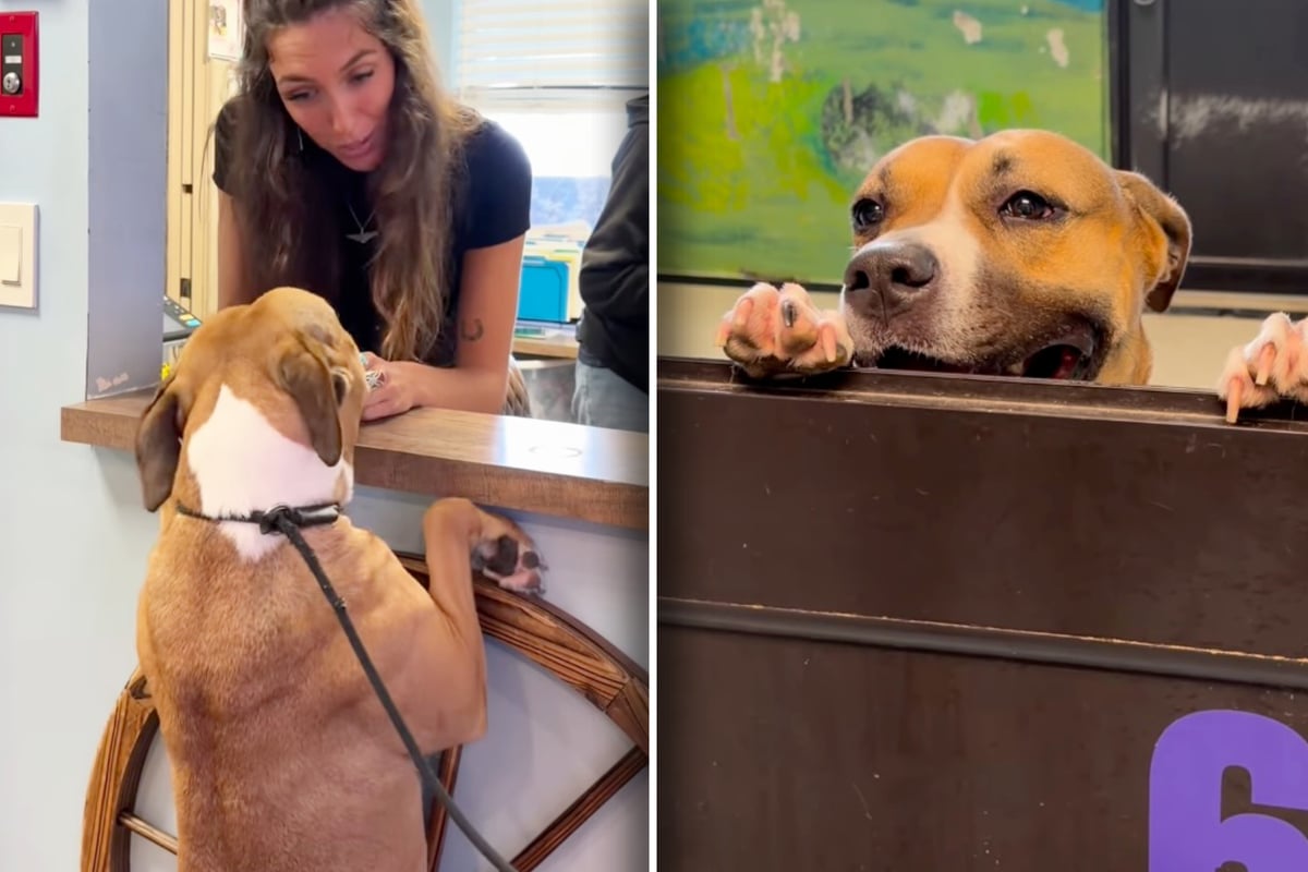 Dog "asks" shelter worker if there are any applications for her in viral video: "Our heart hurts"