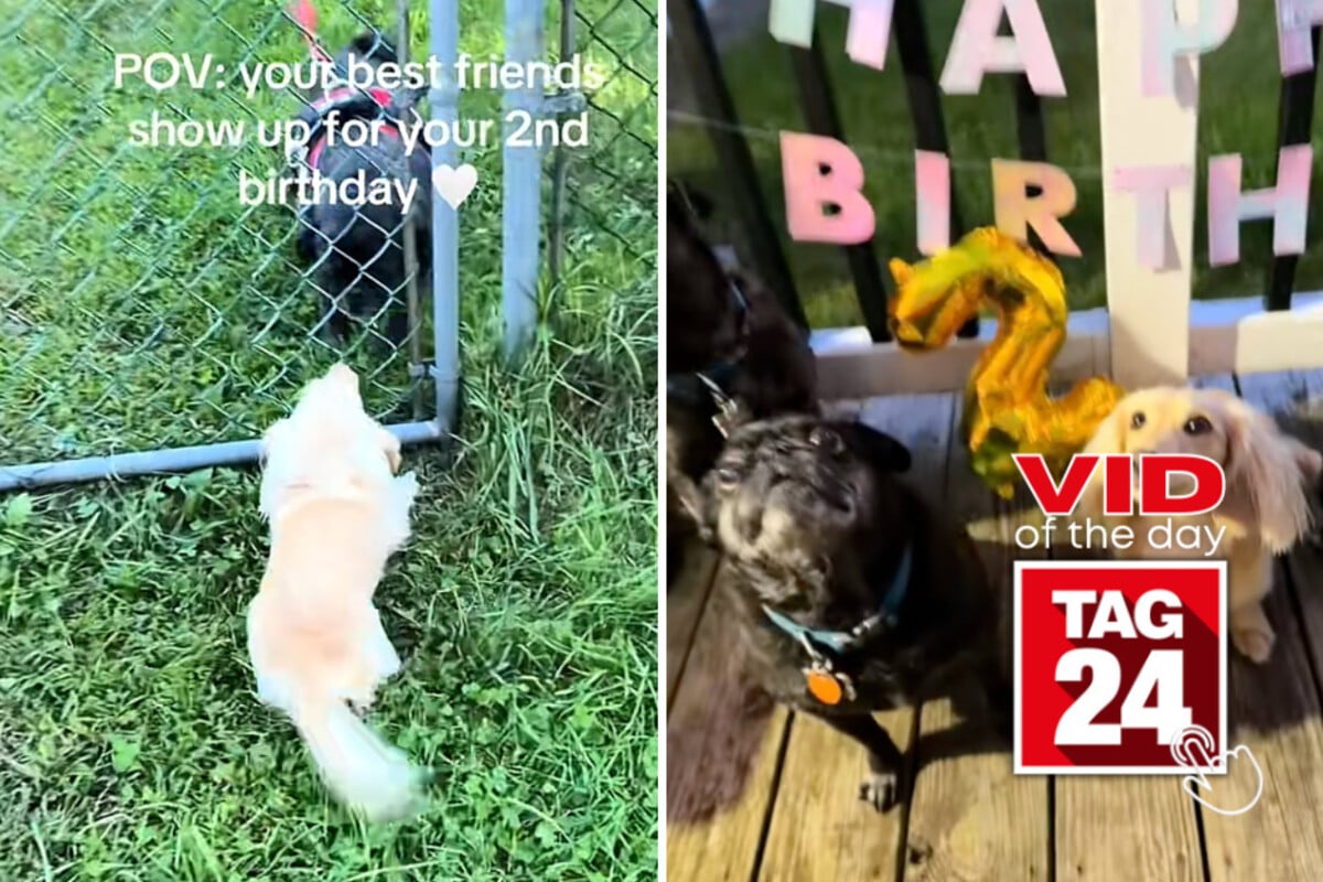 Viral Video of the Day for September 27, 2026: Mini dachshund gets insta-zoomies at his birthday party!
