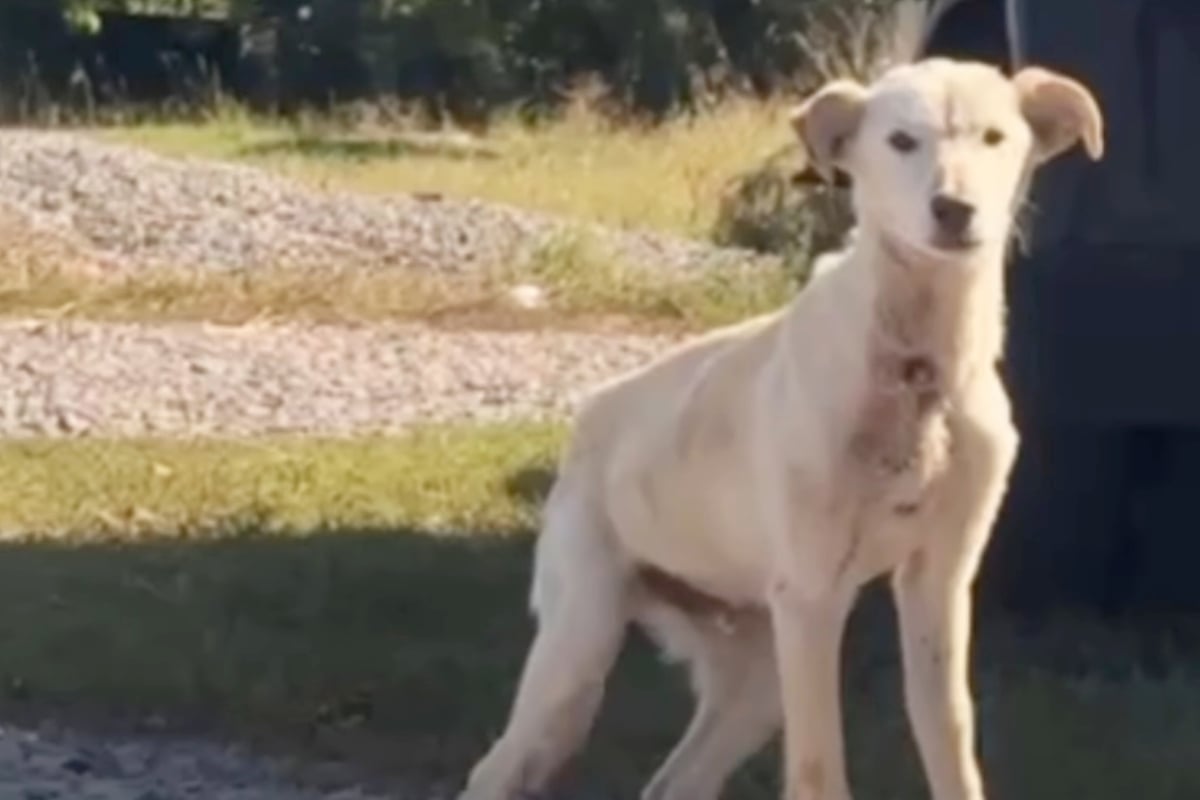 Puppy has a rough go until rescuers swoop in: "His reaction broke our hearts"