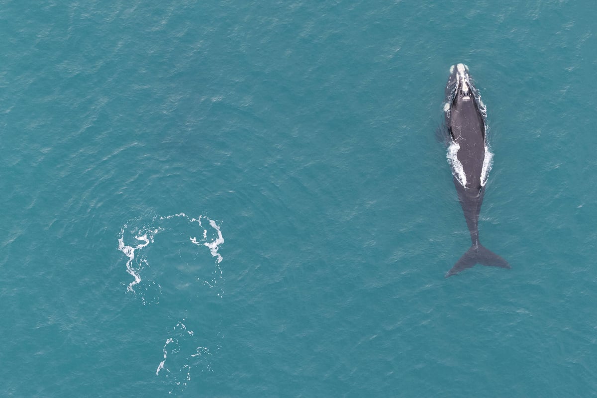 Effort to rescue stranded sei whale in Argentina ends in tragedy