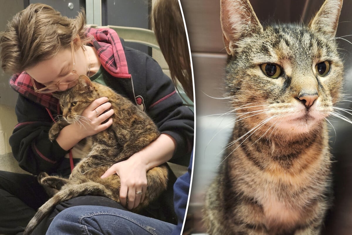 Cat's reaction to long-lost owners after five years has everyone weeping