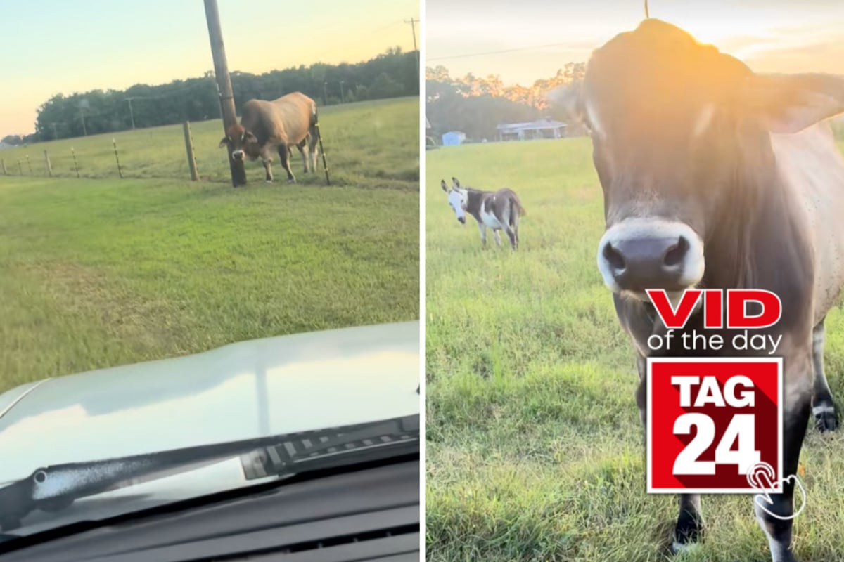 Viral Video of the Day for September 2, 2026: Cow throws temper tantrum after farmer catches escape attempt