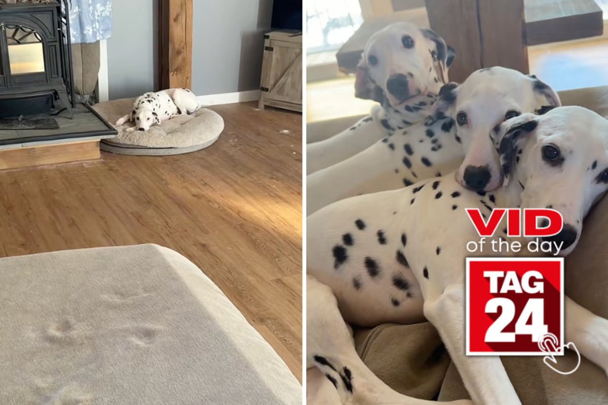 Viral Video of the Day for August 11, 2026: Dalmatian girls melt hearts with adorable cuddle session while boys keep their distance