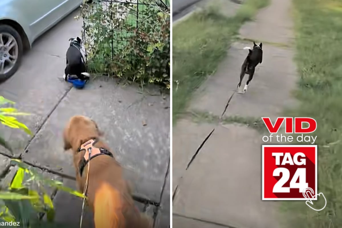 Viral Video of the Day for August 18, 2026: Dog's hilarious escape turns a simple walk into a wild chase