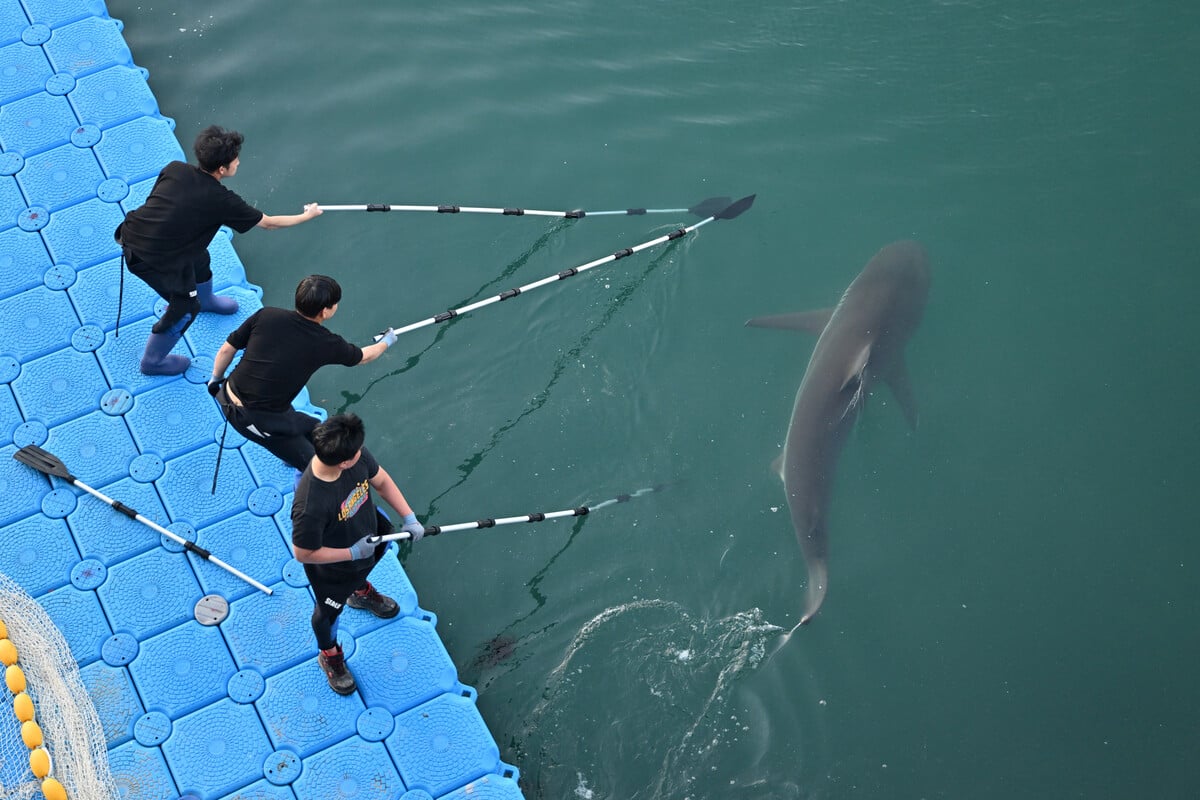 South Korea's celebrity shark returns to canal, prompting new rescue bid