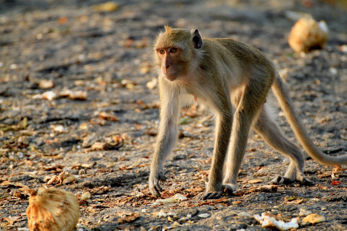 Indonesia traps monkey to end rampage that wounded 18 people
