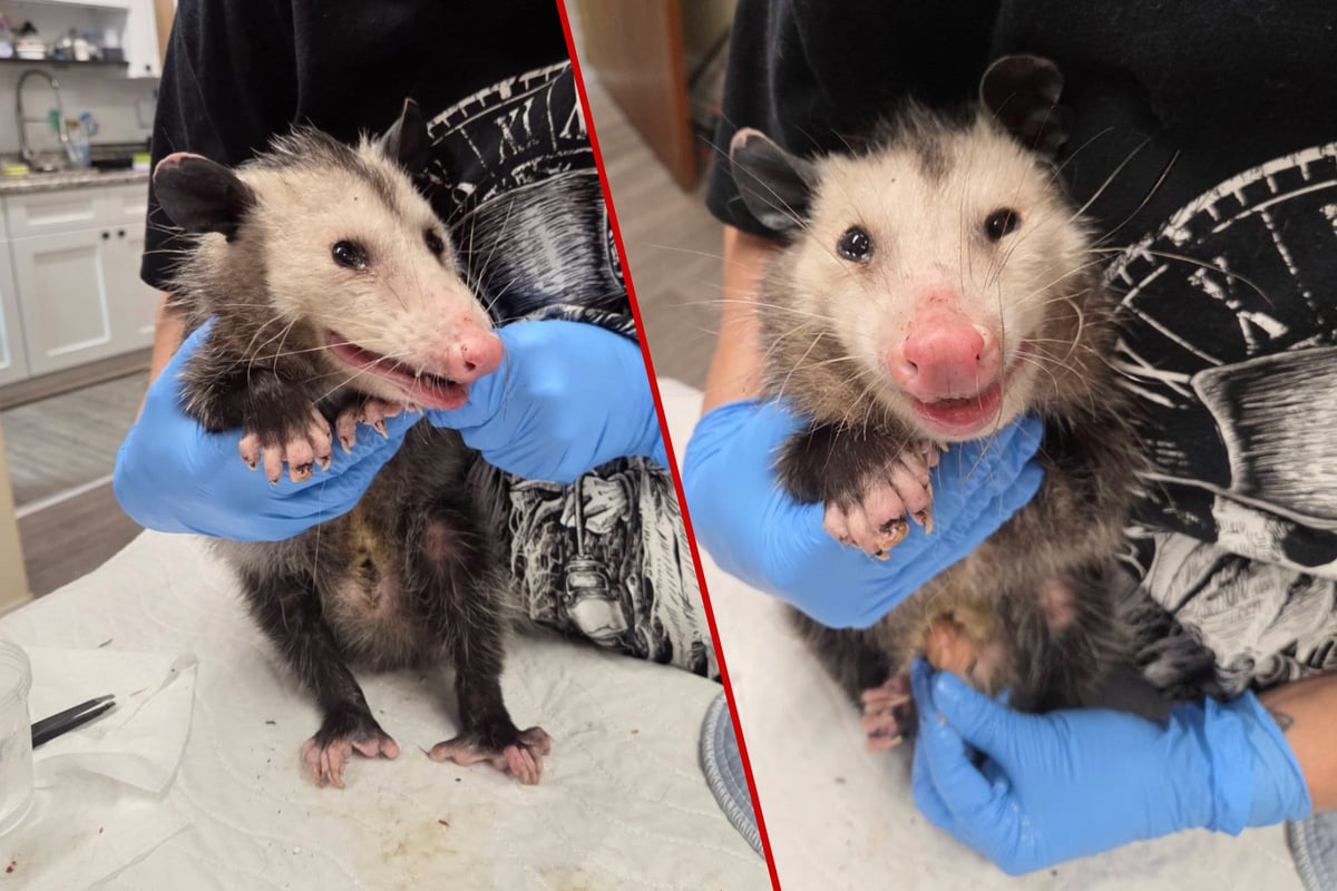 Injured opossum has rescuers in tears: "We discovered something that made her story even more heartbreaking"