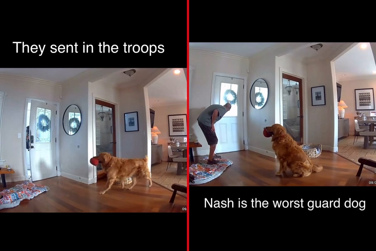 Golden Retriever begs home invader to play with him in viral clip: "Worst guard dog"