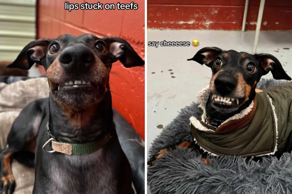 This dog's daycare photos are hysterically derpy, and 'tis glorious to behold