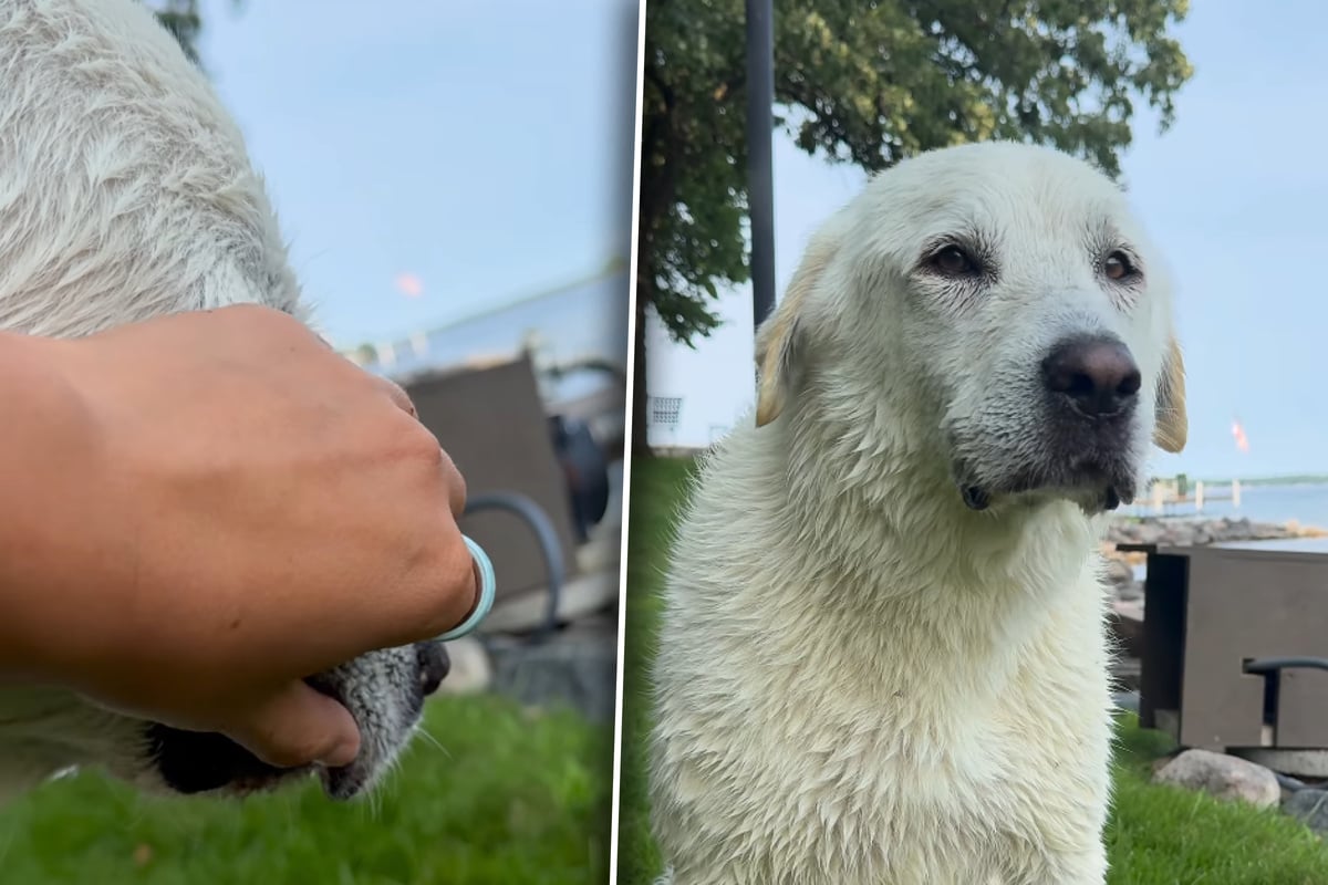 Dog seems uncomfortable – and what owner finds in his mouth leaves her totally shocked