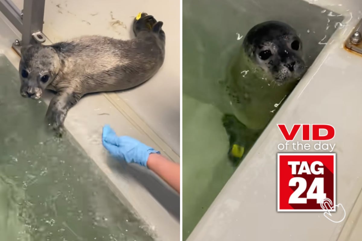 Viral Video of the Day for July 18, 2026: Baby seal named Matcha conquers first swim in cutest way possible!