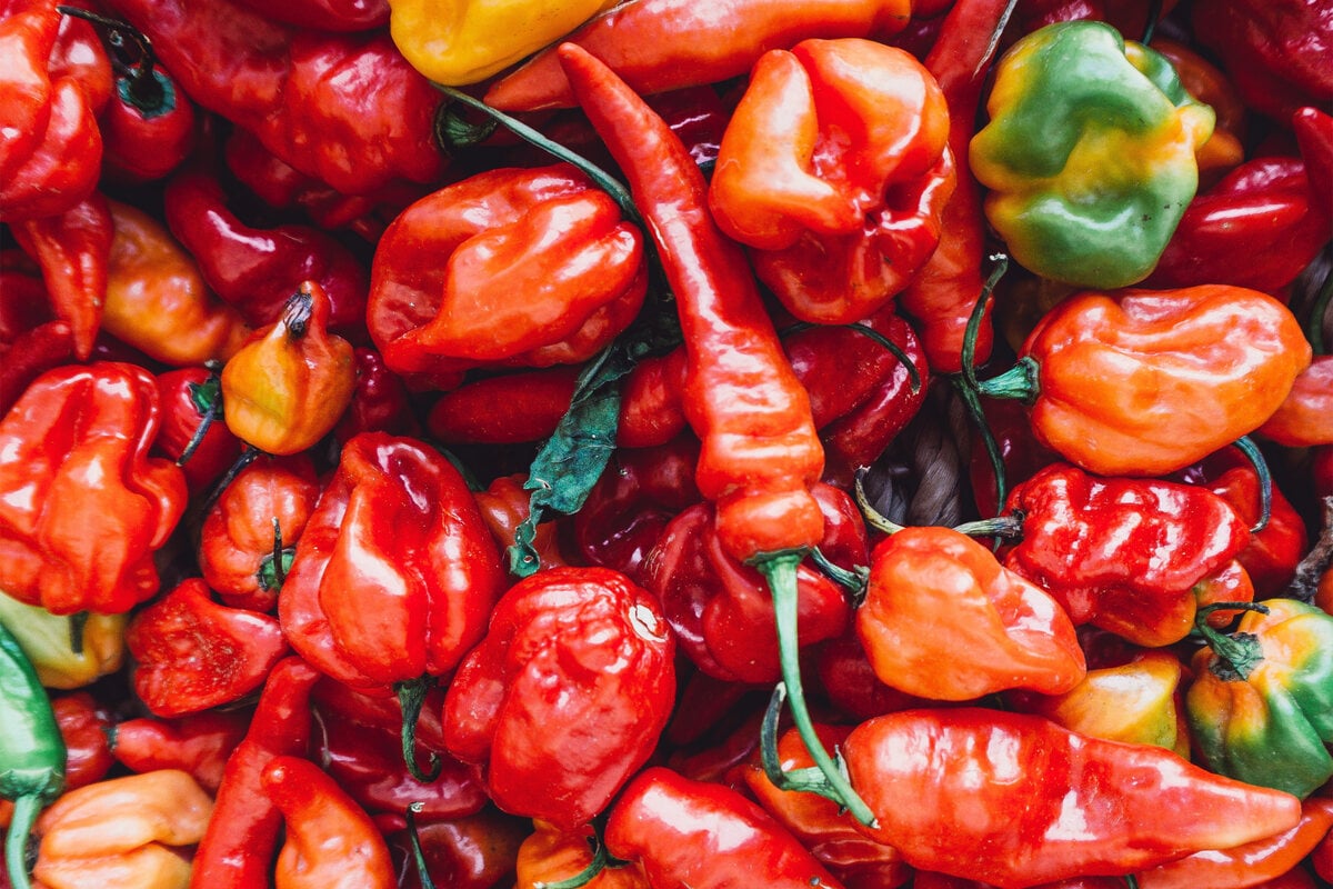 What is the spiciest chili in the world?