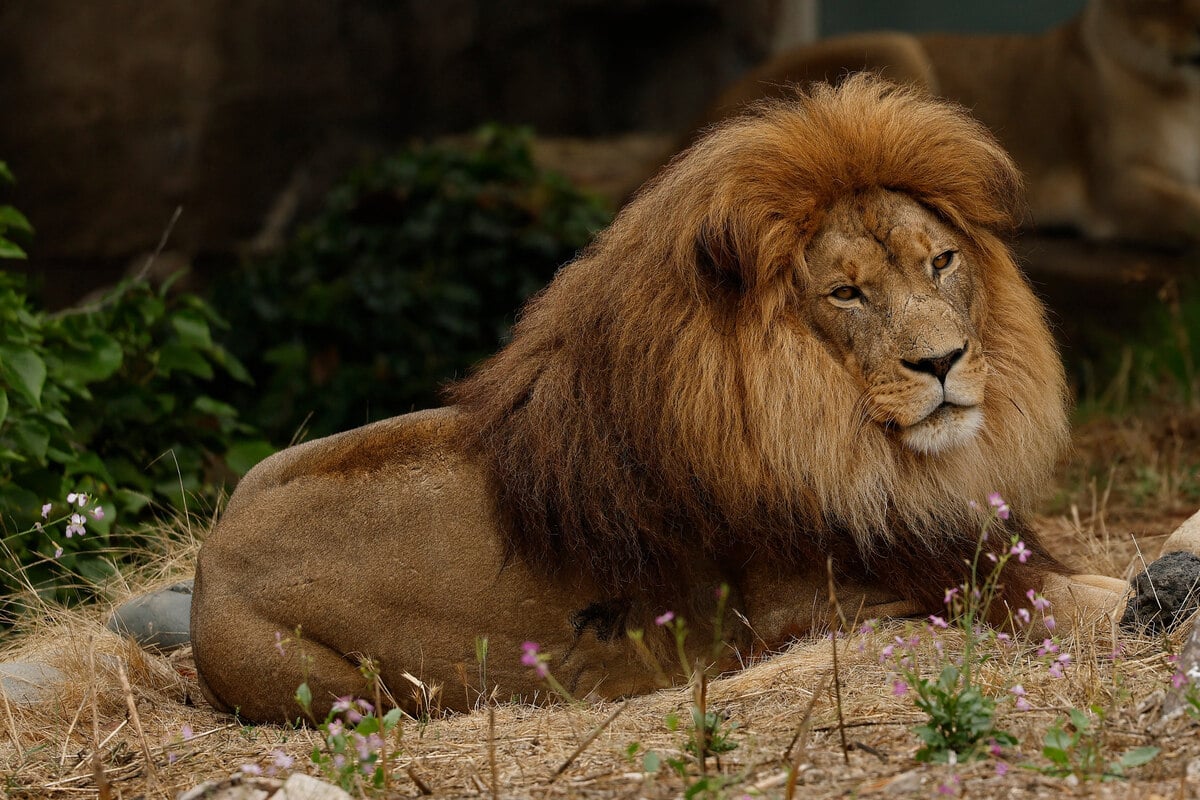 Suspected heatstroke kills three zoo lions amid "cruelly" high temperatures