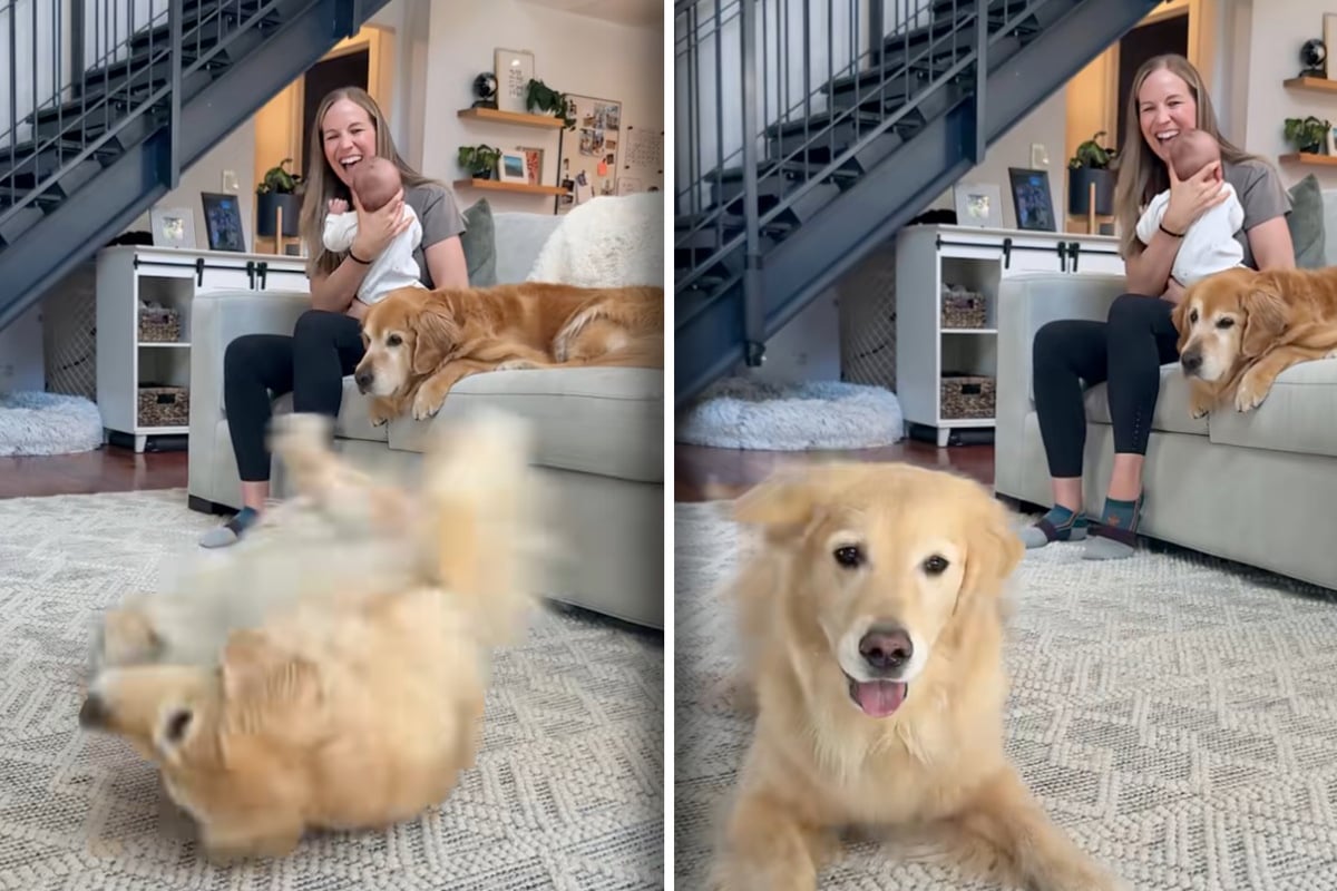 Golden retriever channels her inner Limp Bizkit, and people can't get enough!
