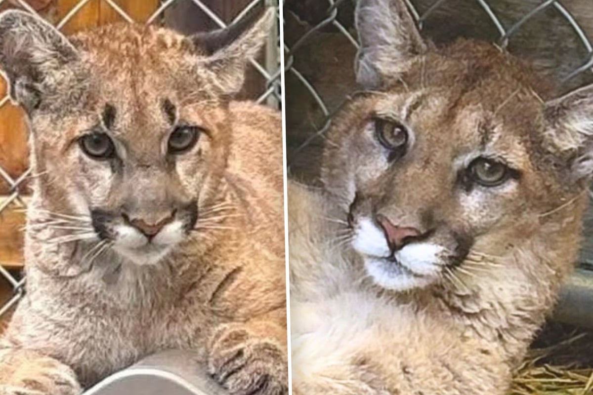 These two orphaned mountain lion cubs have a new home at Zoo New York