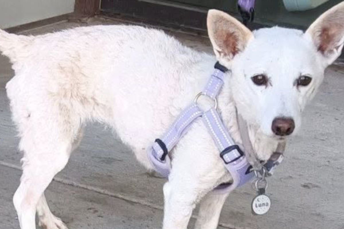 Small dog Luna has sweet reunification story after month lost in Yellowstone: "Alive and well"