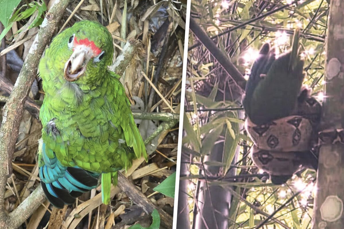 Scientist swoops in to save baby parrot from terrifying attack by massive snake!