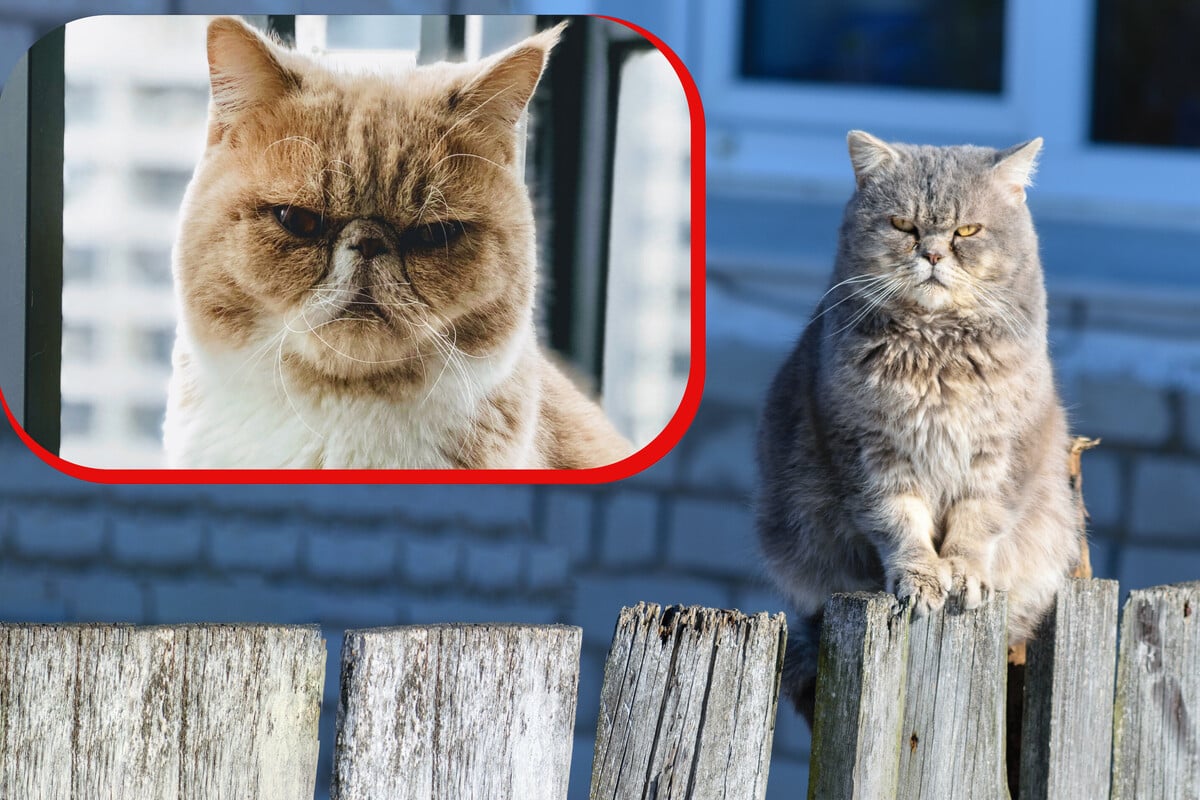 Is my cat mad at me? How to tell if your cat is angry or upset with you