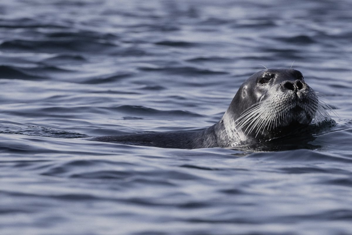New "red list" of endangered species spells trouble for seals and birds