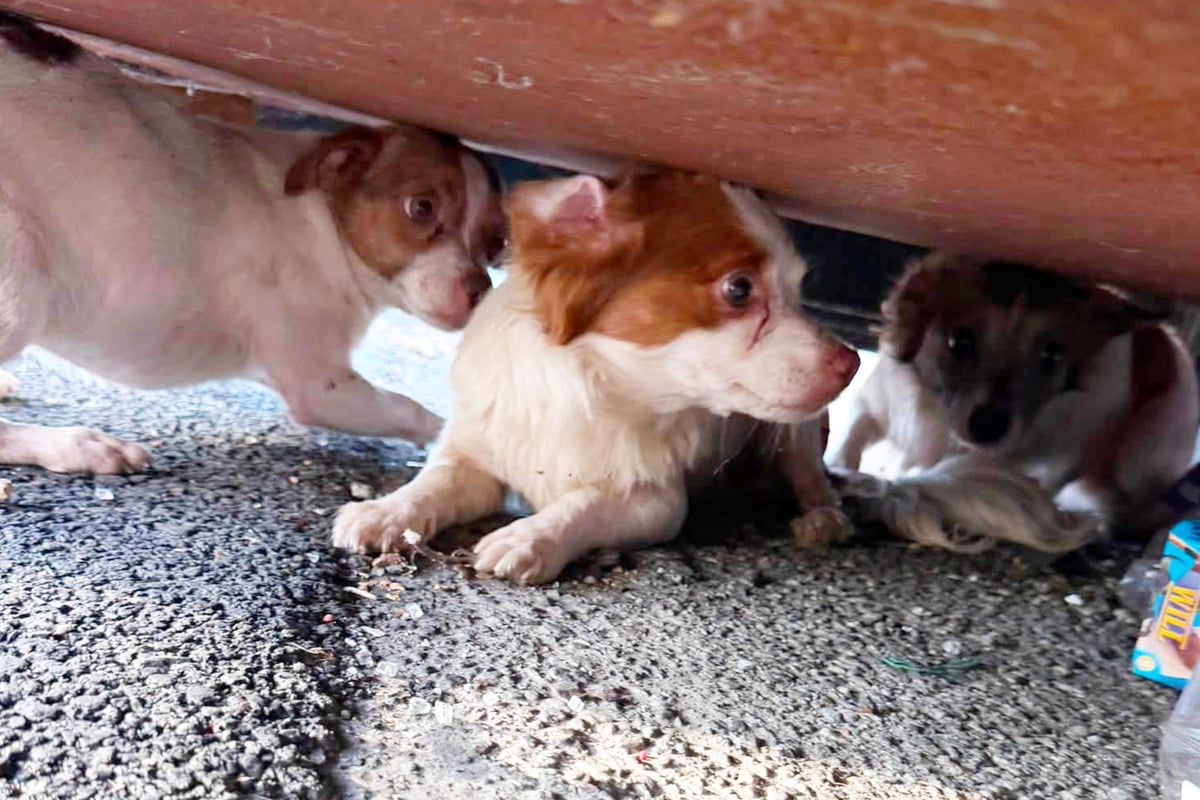 Three dogs rescued after getting thrown out like trash: "I honestly don’t have the words"