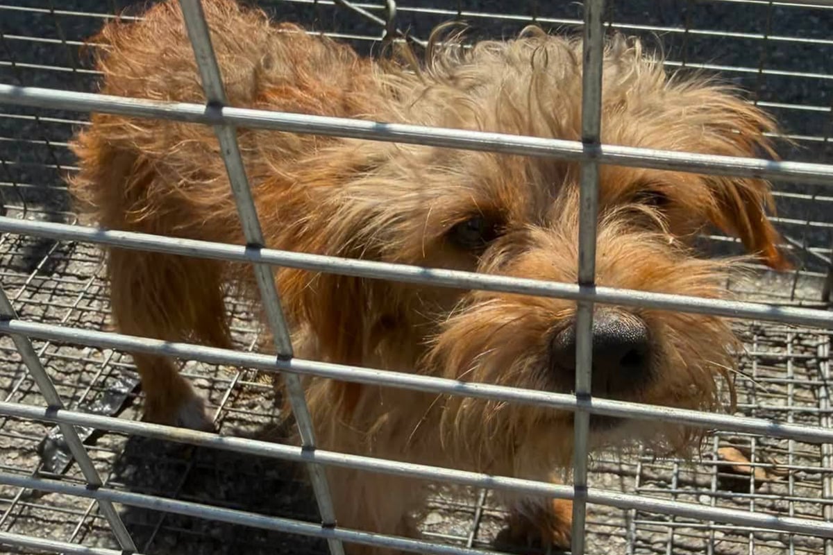 Stray no more! Stars align for seemingly somber pup in sweet reunification story