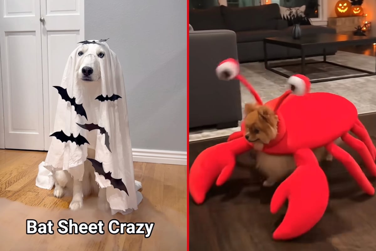 Halloween pet costume ideas that are perfect last-minute looks with an adorable twist!