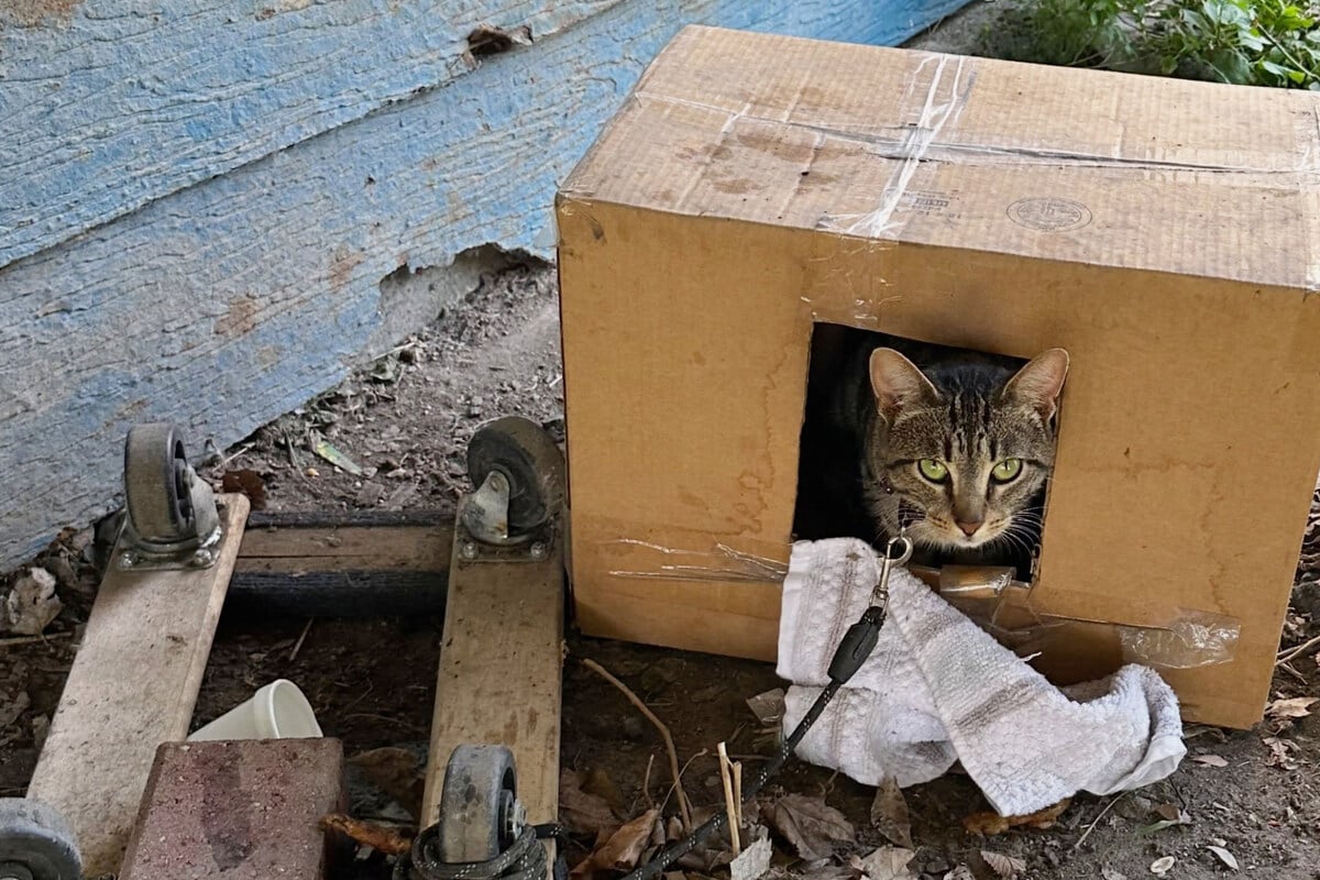 Stray cat's microchip shows rescuers a shocking secret – how did this happen to her?