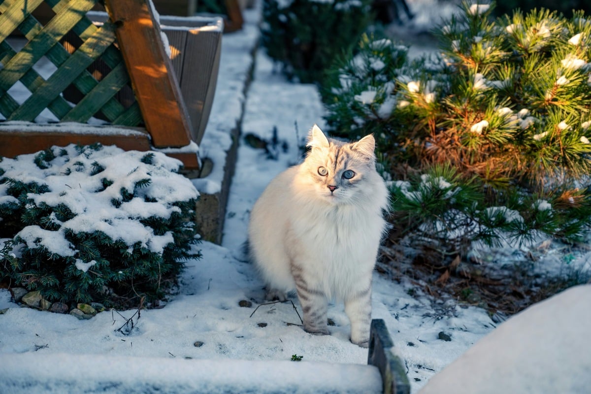 Should cats go outside?