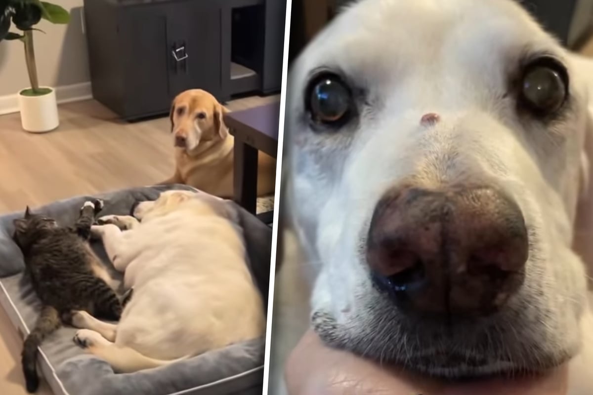 Elderly dog is overcome by pain – what his animal siblings do to "help" has users sobbing: "Love is staying close"
