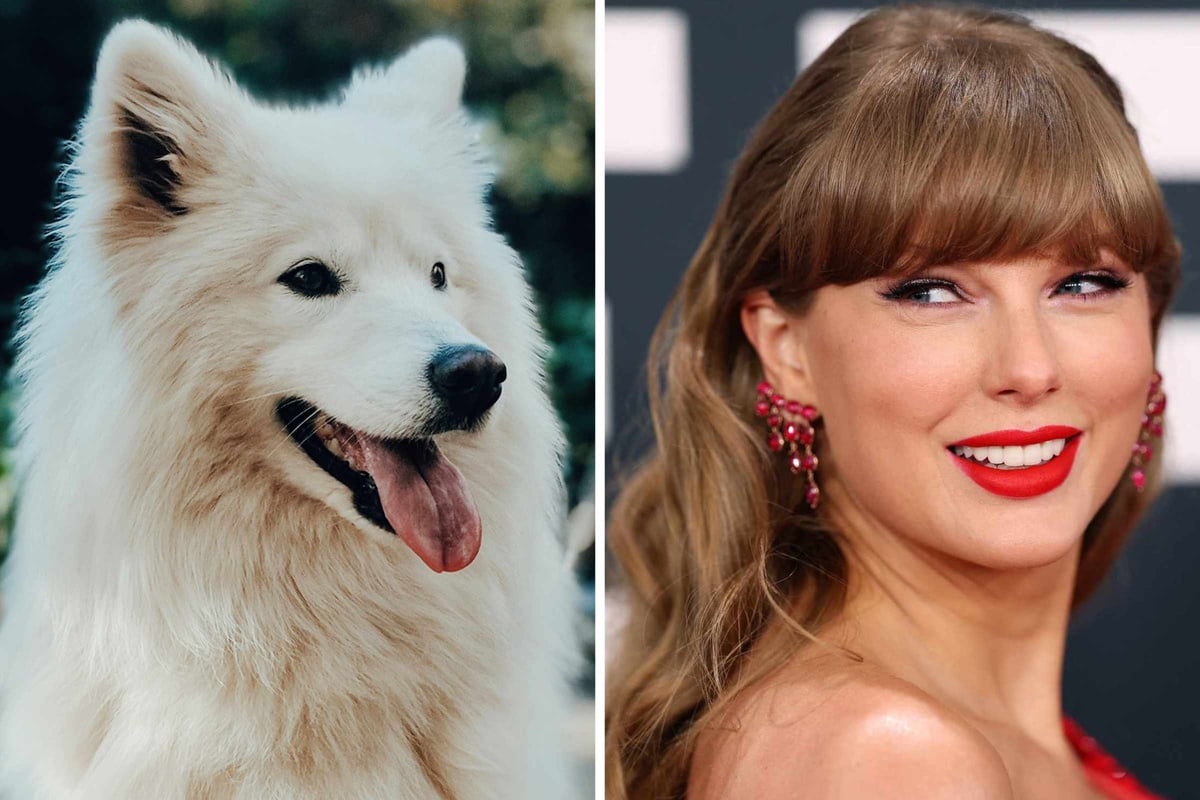 Did Taylor Swift and Travis Kelce get a dog? And puppy makes three!
