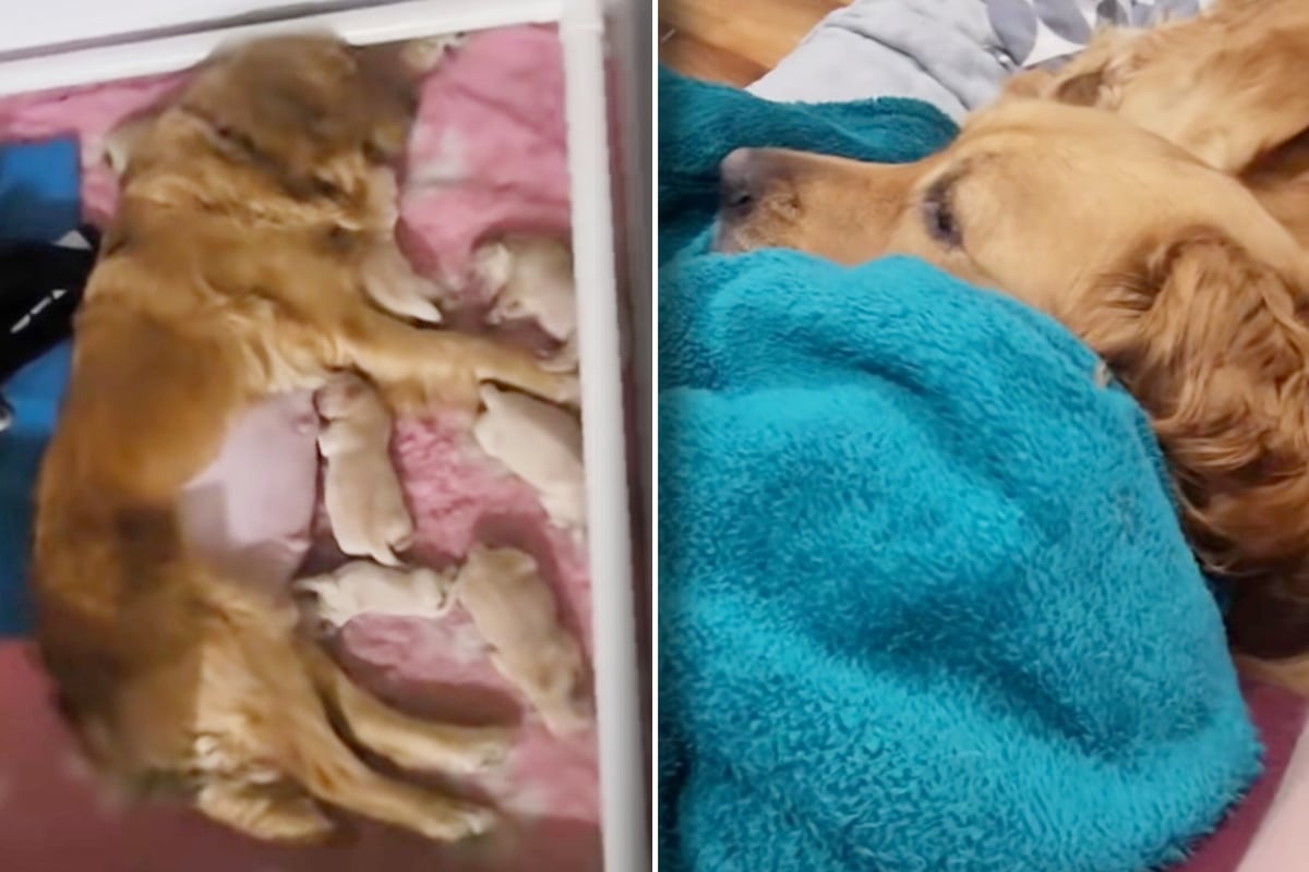 Golden Retriever dog mom is so proud of her puppies: what she does next melts hearts by the million