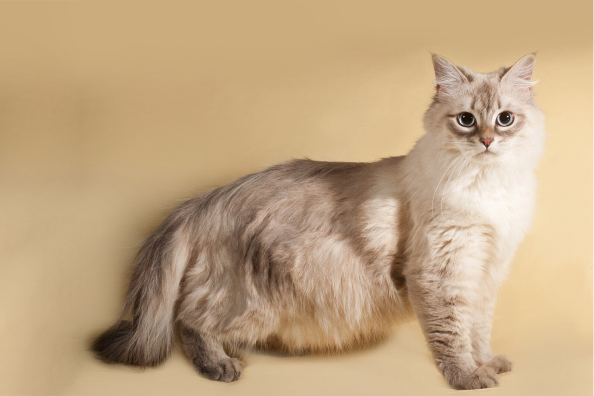 How long are cats pregnant?