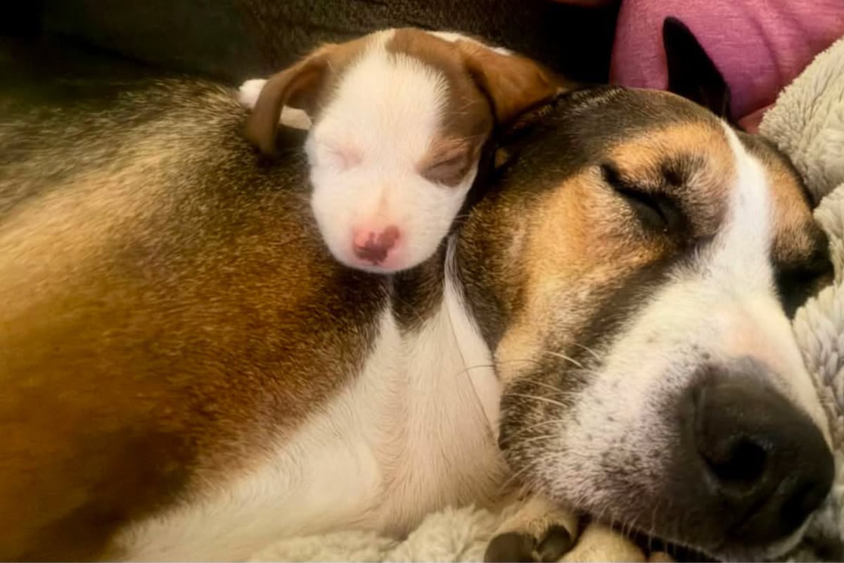 Puppy loses its mother, but what happens next touches rescuers’ hearts
