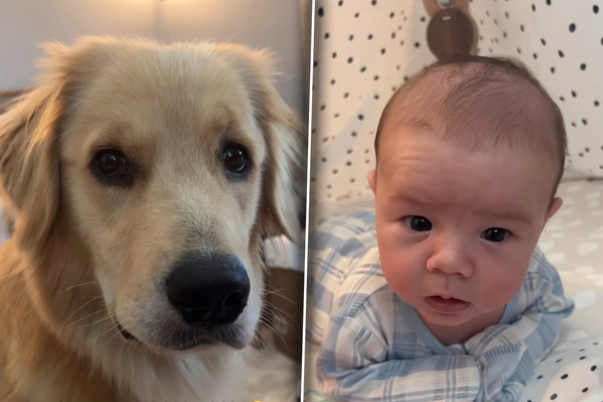 Golden retriever's reaction to the baby getting burped is super sweet: "She's gotta be included!"