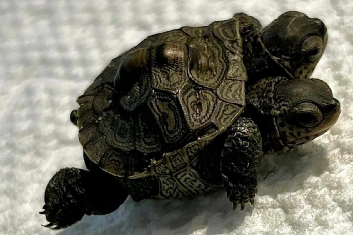 Two-headed baby Diamondback turtle found in Cape Cod wildlife center: "Talk about a double take!!"