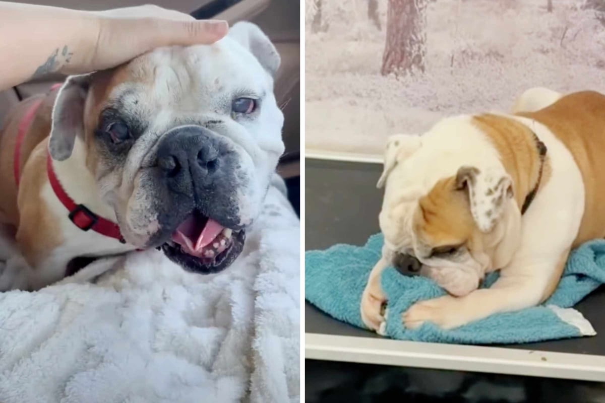 Bulldog saved from euthanasia has heartbreaking method of self-soothing "when he's lonely"