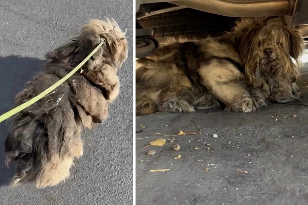 Stray dog who "never had a haircut" gets much-needed TLC – his transformation is jaw-dropping!