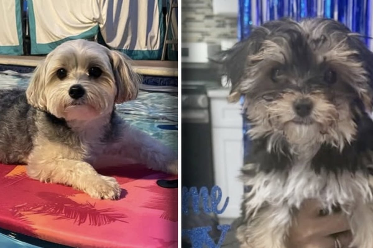 Woman clones her long-lost dog, and the results taught her a pup-tastic lesson!