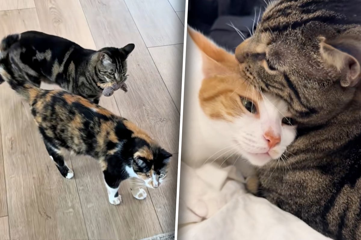 Love Island: Cat edition? Kitty tries to win his girlfriend back after "cheating" on her with another lady