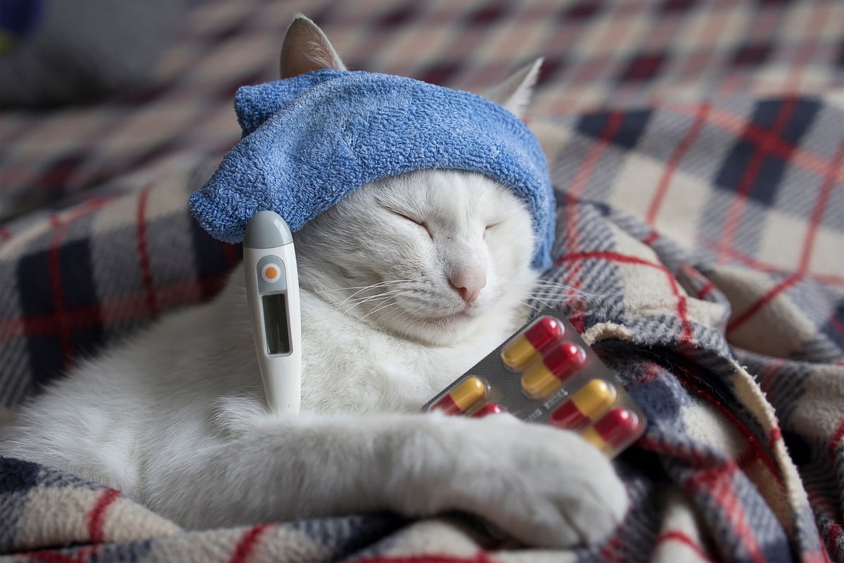 Why is my cat throwing up? Causes and treatments